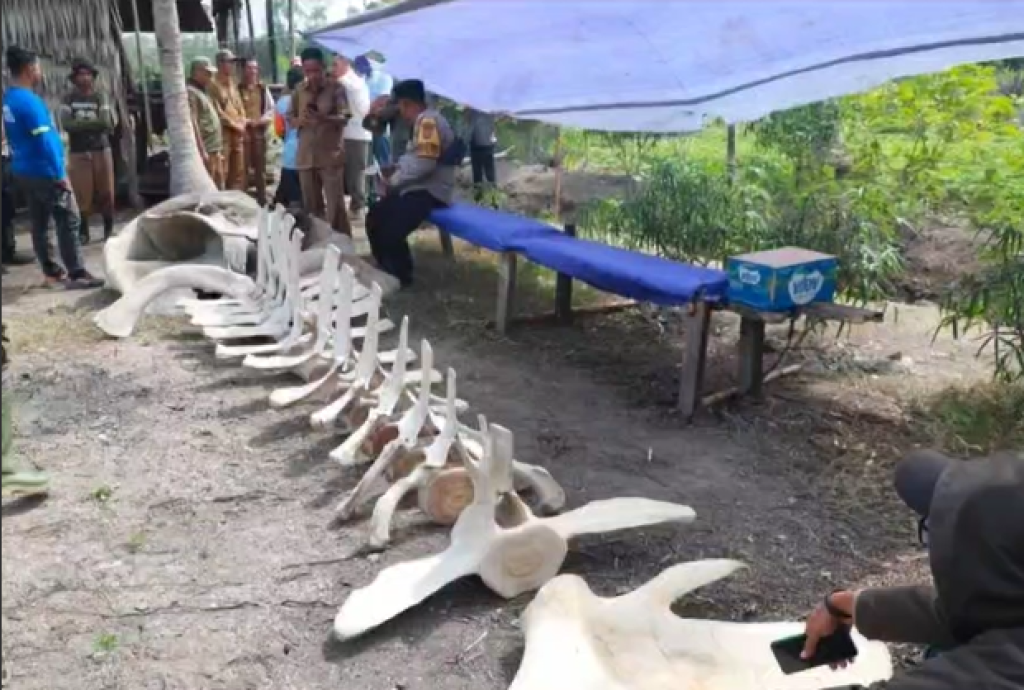 Heboh! Tulang Raksasa Ditemukan di Kebun Warga Tanjab Barat, Diduga Fosil Ikan Paus