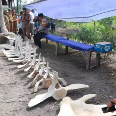 Heboh! Tulang Raksasa Ditemukan di Kebun Warga Tanjab Barat, Diduga Fosil Ikan Paus