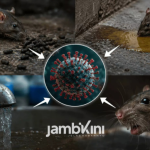 WHO: Hantavirus di Kapal Pesiar Diperkirakan Tak Picu Epidemi Besar