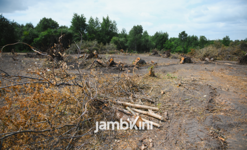 Ratusan Ribu Hektare Hutan di Sumatra Beralih Fungsi, Pemerintah Lakukan Evaluasi Tata Ruang