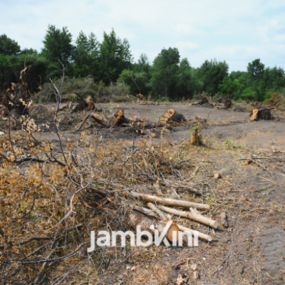 Ratusan Ribu Hektare Hutan di Sumatra Beralih Fungsi, Pemerintah Lakukan Evaluasi Tata Ruang